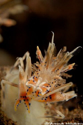 Bumblebee shrimp, Phyllognathia ceratophthalmus. Picture ... by Anouk Houben 